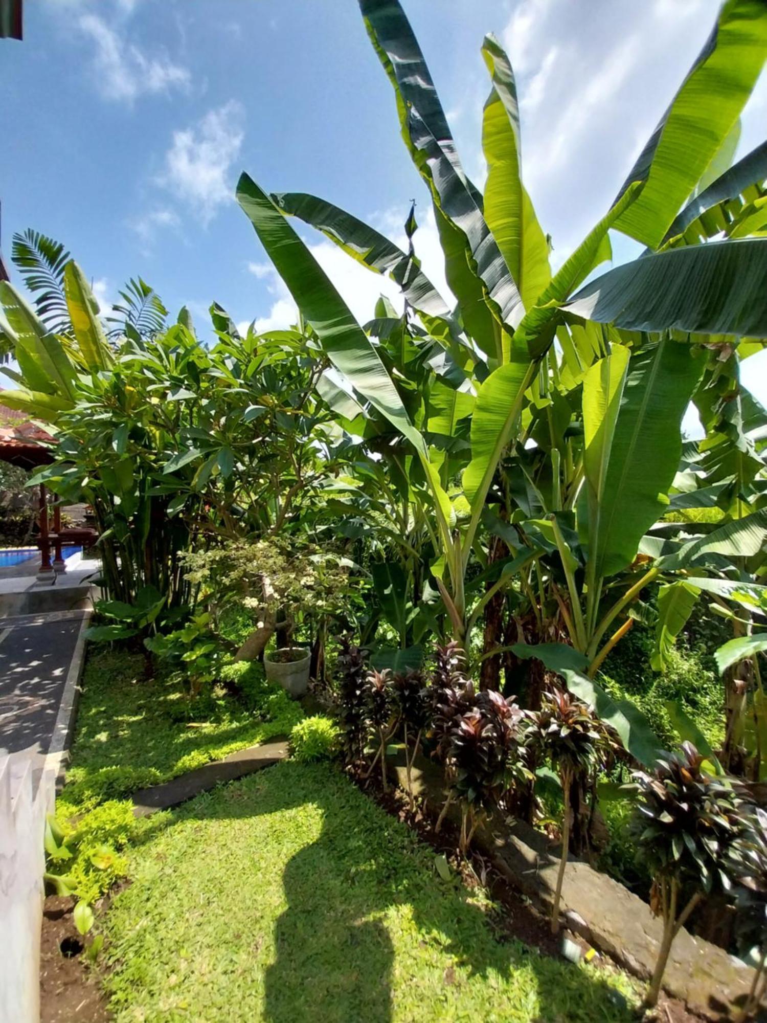 Puri Prana Guest House Ubud Exteriör bild
